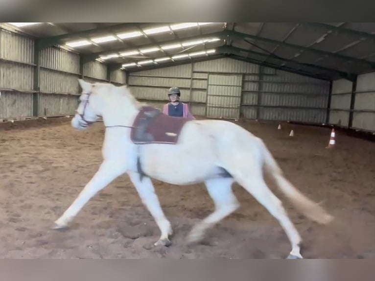 Other Breeds Mix Mare 12 years 14,2 hh Gray in Villanueva De Gallego