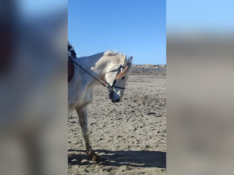 Other Breeds Mix Mare 12 years 14,2 hh Gray in Villanueva De Gallego