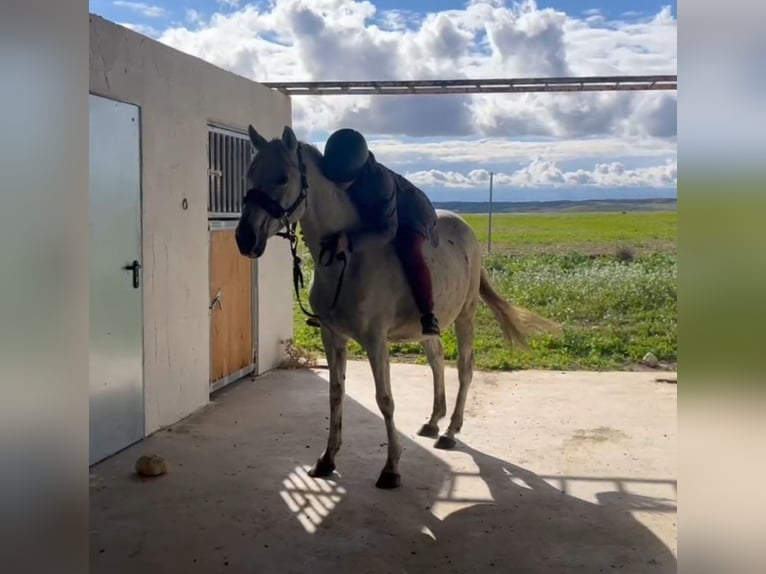 Other Breeds Mix Mare 12 years 14,2 hh Gray in Villanueva De Gallego