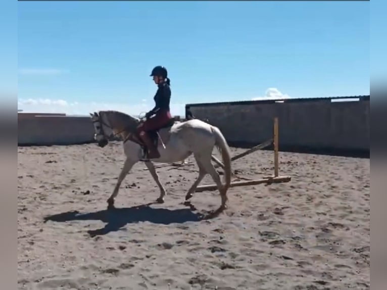 Other Breeds Mix Mare 12 years 14,2 hh Gray in Villanueva De Gallego