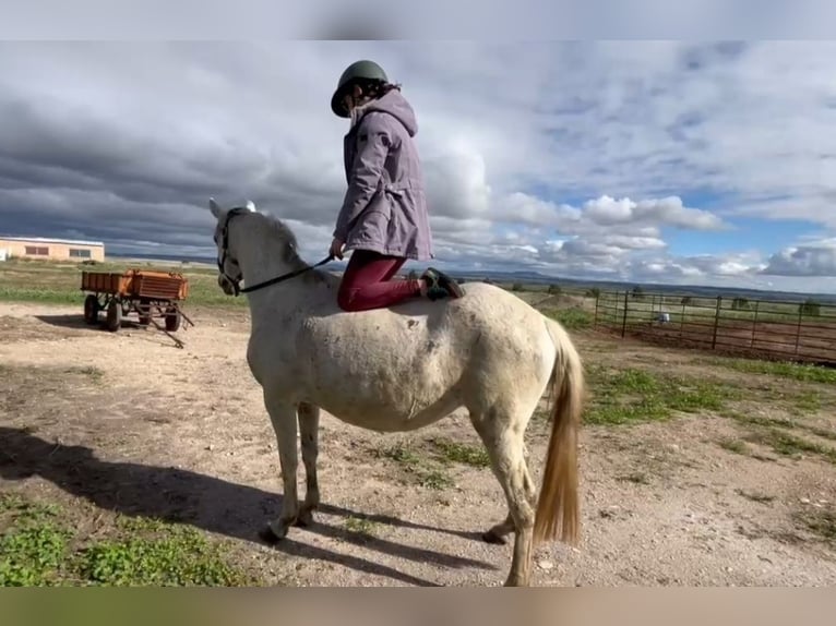 Other Breeds Mix Mare 12 years 14,2 hh Gray in Villanueva De Gallego