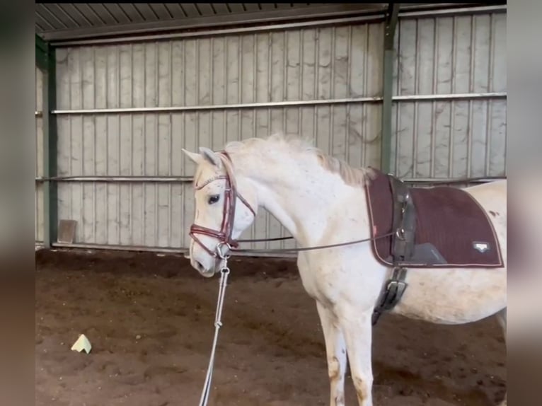 Other Breeds Mix Mare 12 years 14,2 hh Gray in Villanueva De Gallego