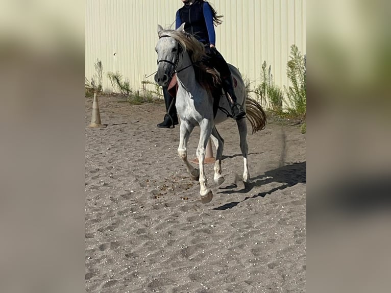 Other Breeds Mix Mare 12 years 14,2 hh Gray in Villanueva De Gallego