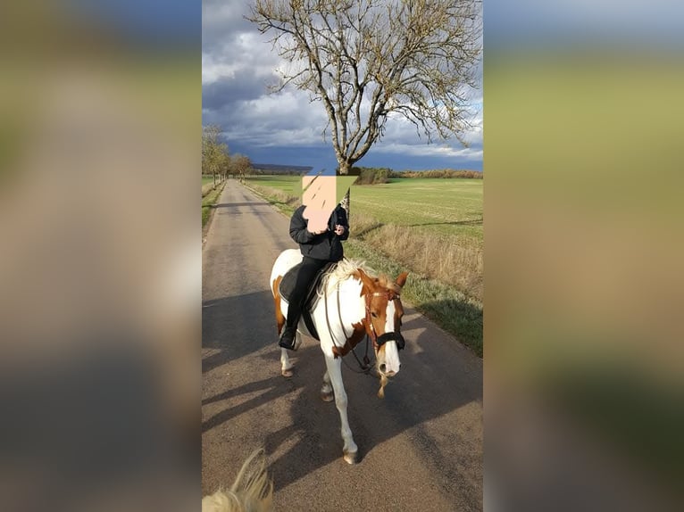 Other Breeds Mare 12 years 14.2 hh Tobiano-all-colors in Langres