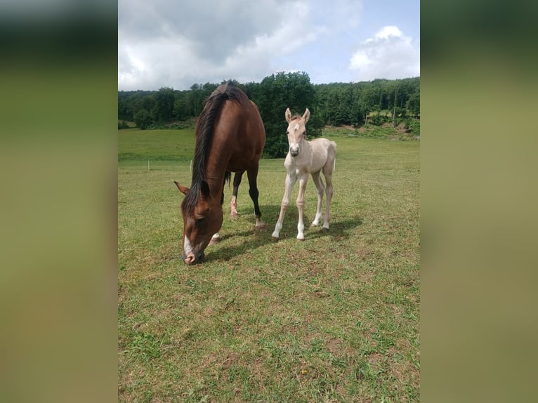 Other Breeds Mare 12 years 14.3 hh Brown in Langres
