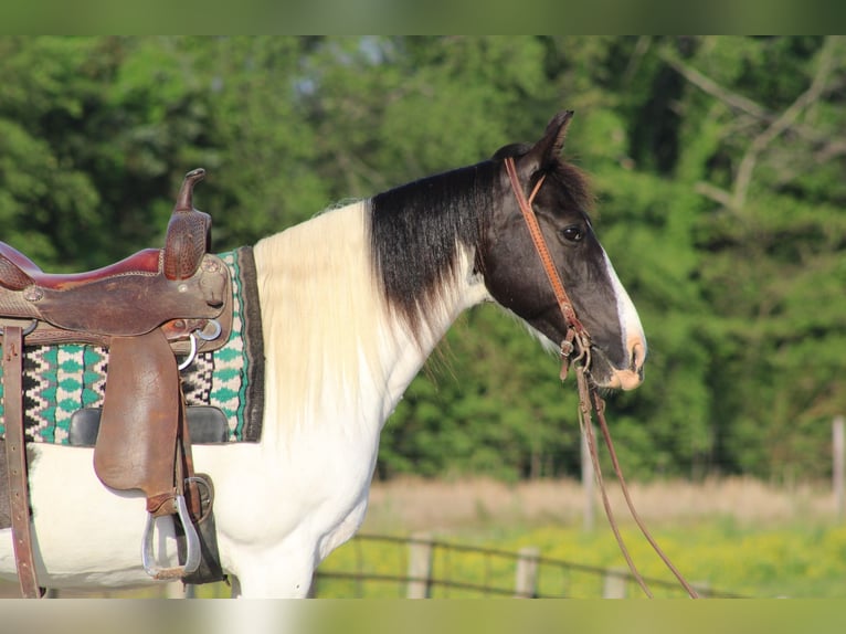 Other Breeds Mare 12 years 14 hh Pinto in Sonora, KY