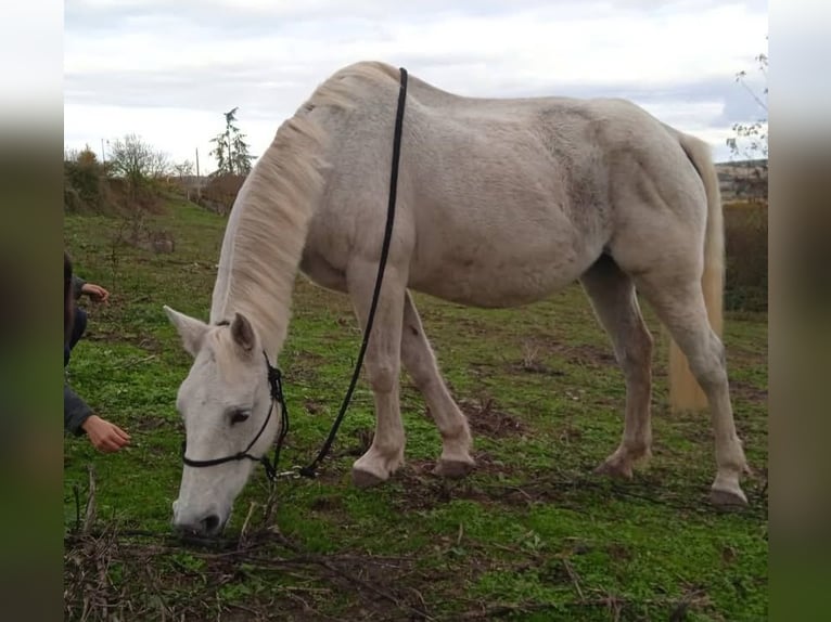 Other Breeds Mix Mare 12 years 14,1 hh Gray-Fleabitten in Montmoreau