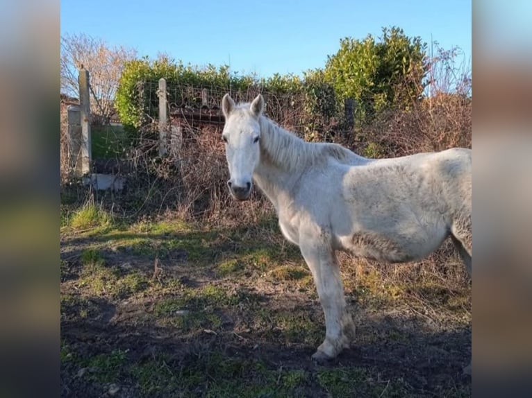 Other Breeds Mix Mare 12 years 14,1 hh Gray-Fleabitten in Montmoreau