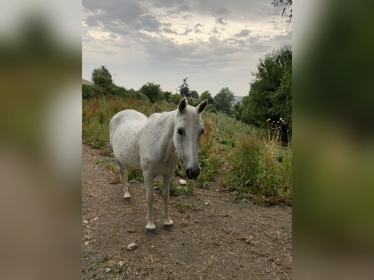 Other Breeds Mix Mare 12 years 14,1 hh Gray-Fleabitten in Montmoreau