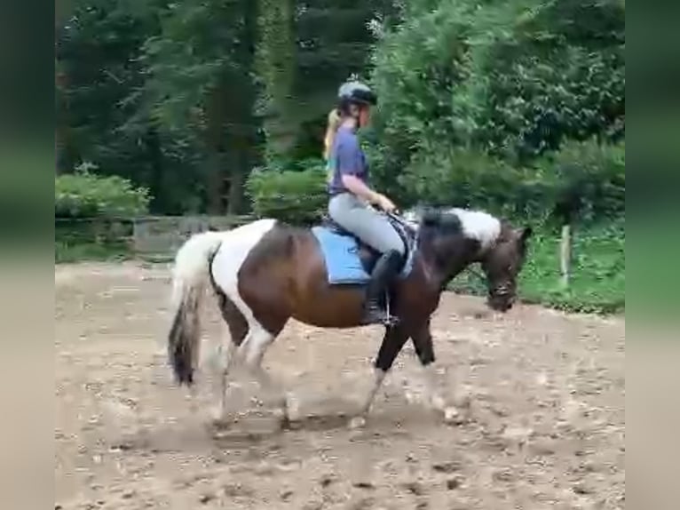 Other Breeds Mix Mare 12 years 14,2 hh Pinto in Woudenberg