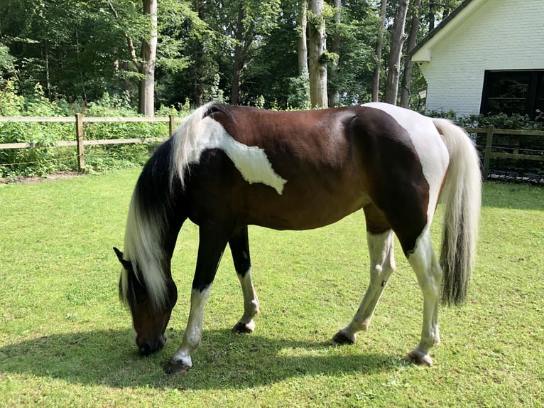 Other Breeds Mix Mare 12 years 14,2 hh Pinto in Woudenberg