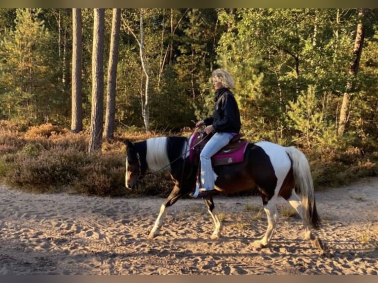 Other Breeds Mix Mare 12 years 14,2 hh Pinto in Woudenberg