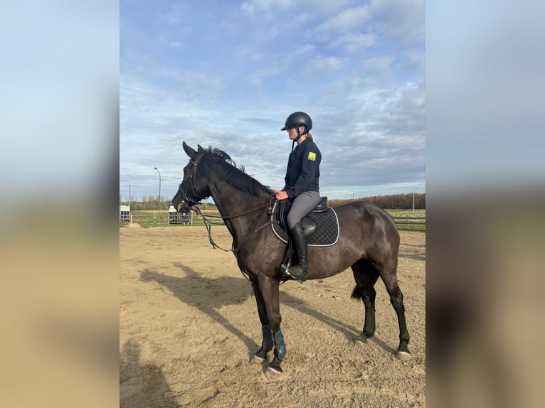 Other Breeds Mix Mare 12 years 15.1 hh Black in Vilvoorde