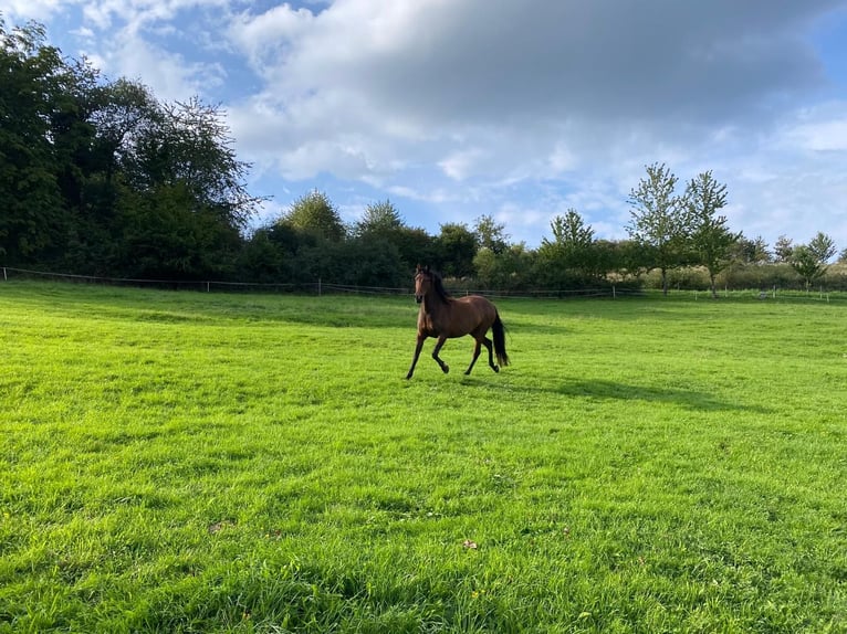 Other Breeds Mix Mare 12 years 15.1 hh Brown in Lind