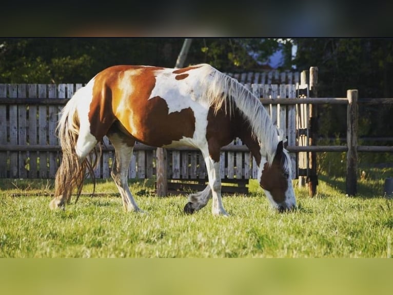 Other Breeds Mix Mare 12 years 15.1 hh Pinto in Dülmen