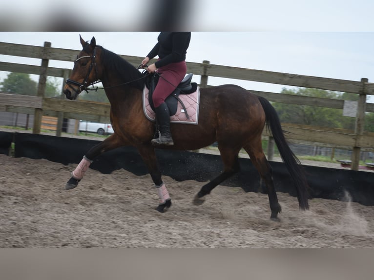 Other Breeds Mare 12 years 15.2 hh Brown in Achtmaal