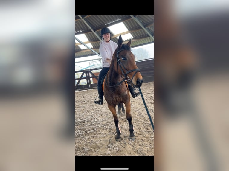 Other Breeds Mare 12 years 15.2 hh  in Achtmaal