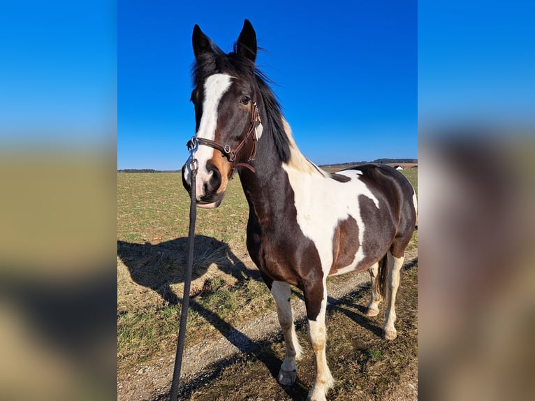 Other Breeds Mare 12 years 15.3 hh Pinto in Rottenburg an der Laaber