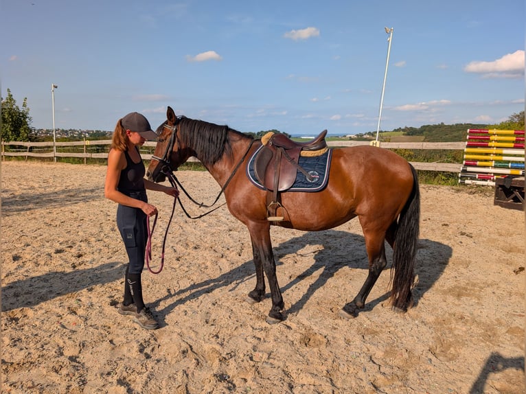 Other Breeds Mix Mare 12 years 15 hh Bay-Dark in Sankt Katharinen