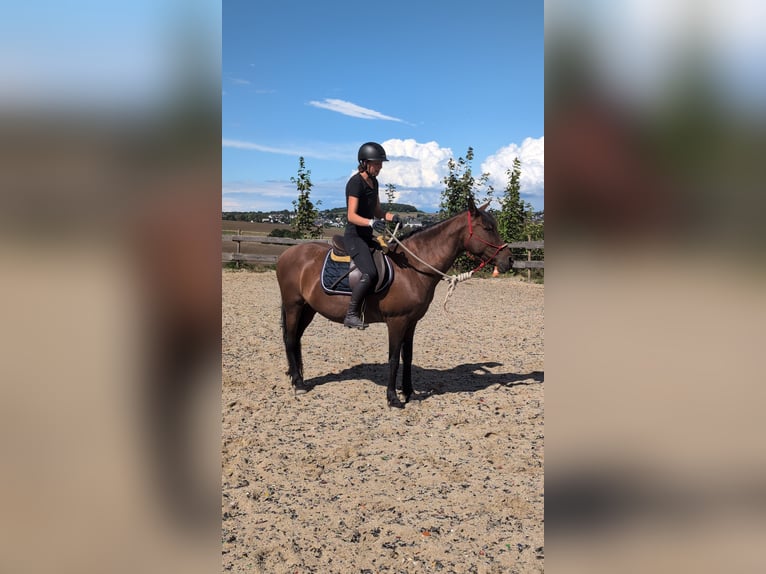 Other Breeds Mix Mare 12 years 15 hh Bay-Dark in Sankt Katharinen