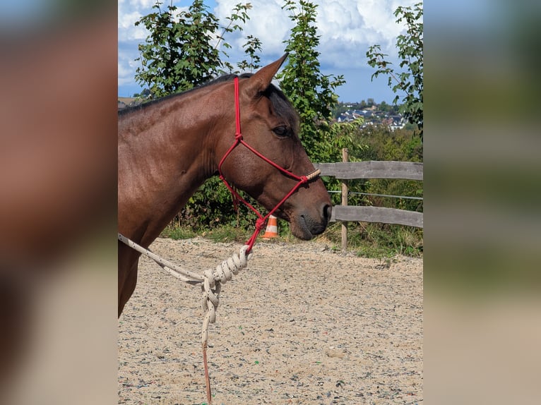 Other Breeds Mix Mare 12 years 15 hh Bay-Dark in Sankt Katharinen