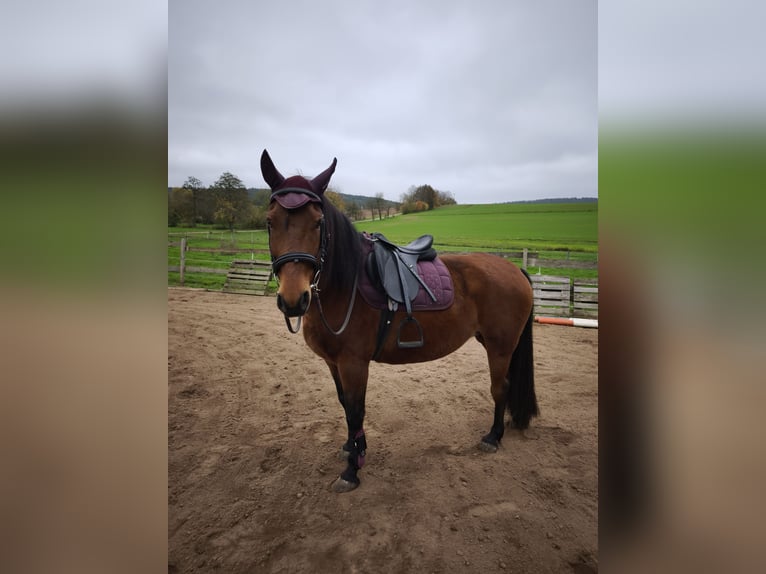 Other Breeds Mare 12 years 15 hh Brown in Rattelsdorf
