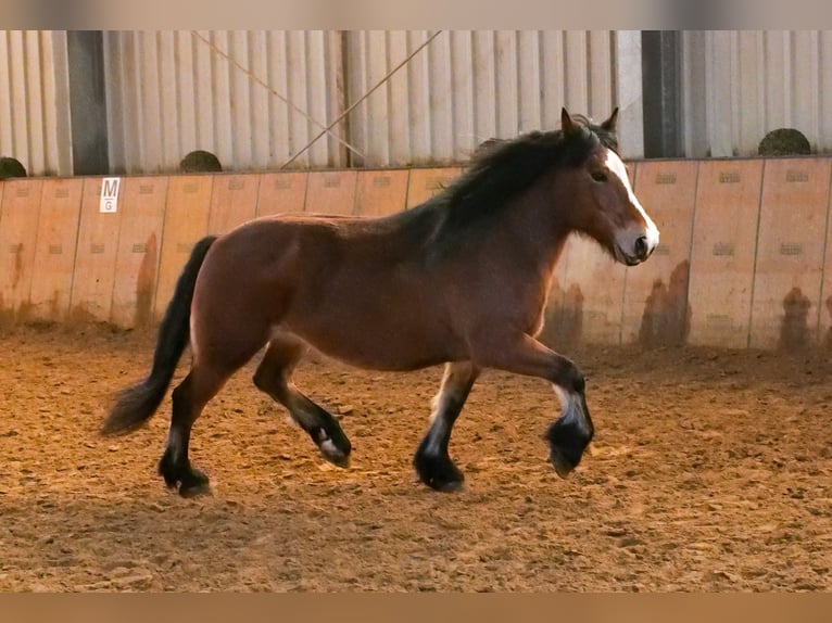 Other Breeds Mare 12 years 15 hh Brown in Neustadt (Wied)