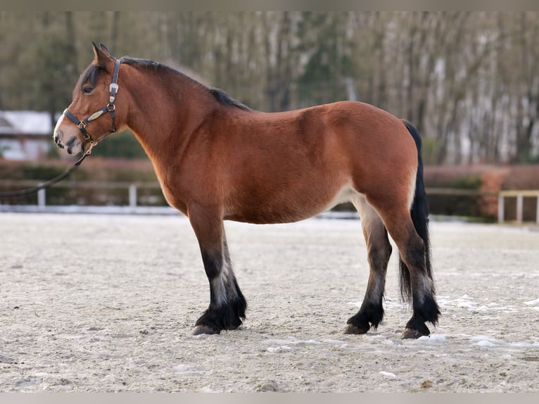 Other Breeds Mare 12 years 15 hh Brown in Neustadt (Wied)