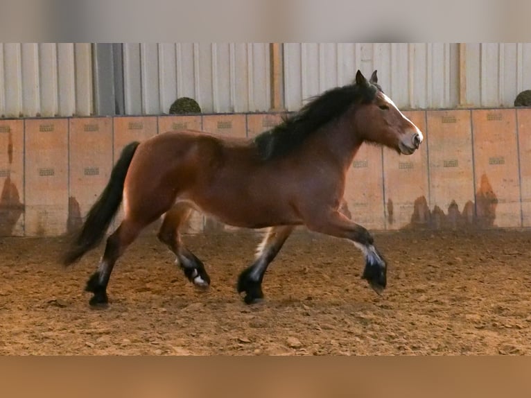 Other Breeds Mare 12 years 15 hh Brown in Neustadt (Wied)