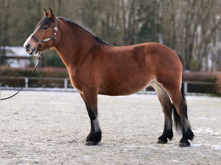 Other Breeds Mare 12 years 15 hh Brown in Neustadt (Wied)