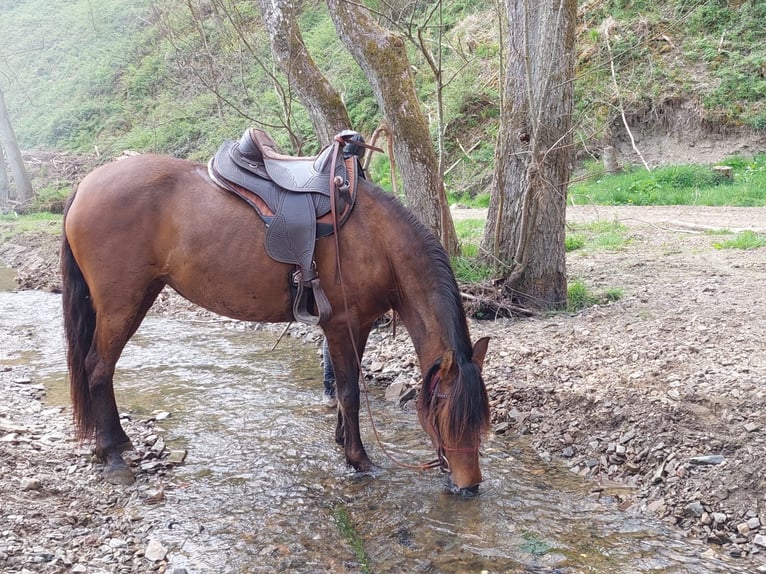 Other Breeds Mix Mare 12 years 15,1 hh Brown in Lind