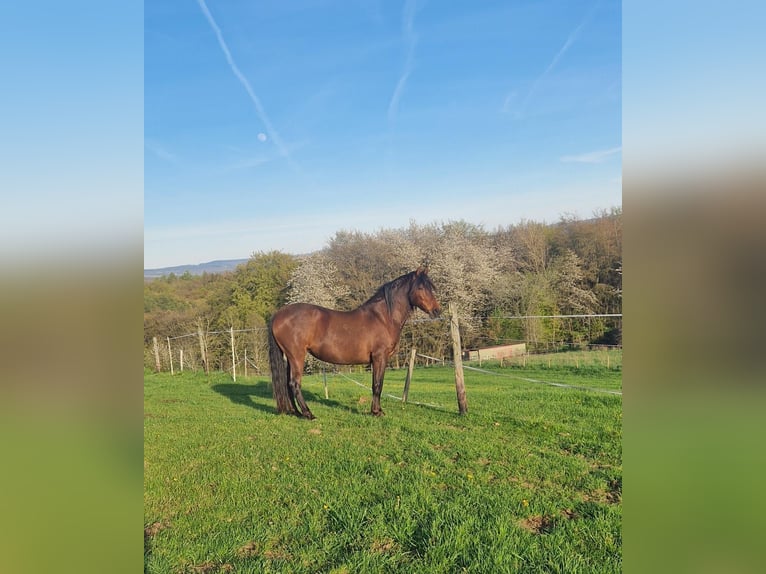 Other Breeds Mix Mare 12 years 15,1 hh Brown in Lind