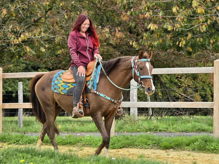 Other Breeds Mare 12 years 15,1 hh Brown in Linkenbach