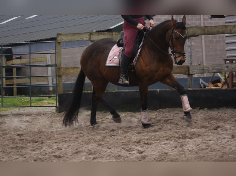 Other Breeds Mare 12 years 15,2 hh Brown in Achtmaal