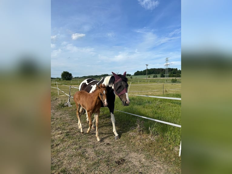 Other Breeds Mare 12 years 15,3 hh Pinto in Rottenburg an der Laaber