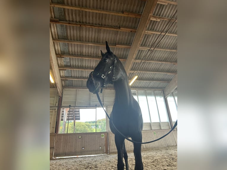 Other Breeds Mare 12 years 16,2 hh Black in Ampflwang