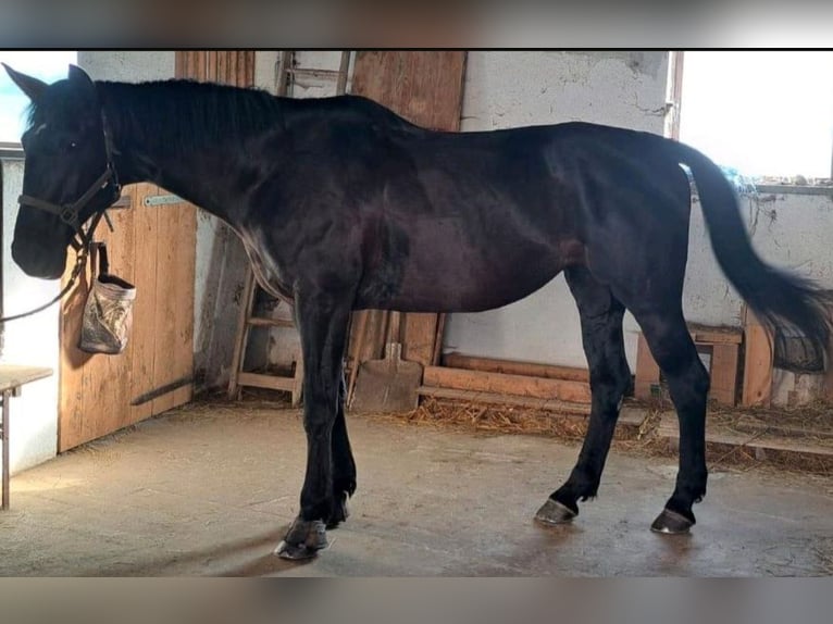 Other Breeds Mix Mare 12 years 16 hh Black in Tittmoning