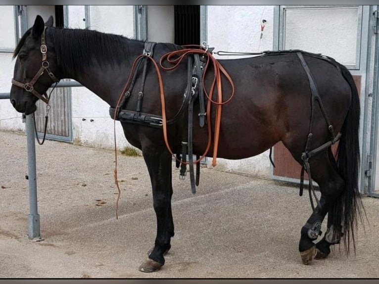 Other Breeds Mix Mare 12 years 16 hh Black in Tittmoning