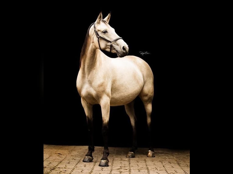 Other Breeds Mare 12 years 16 hh Buckskin in Rotenburg an der Fulda