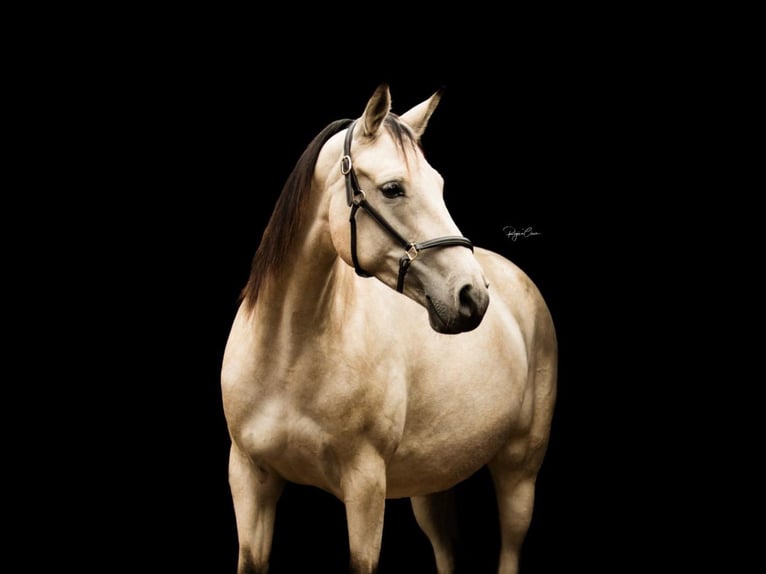 Other Breeds Mare 12 years 16 hh Buckskin in Rotenburg an der Fulda