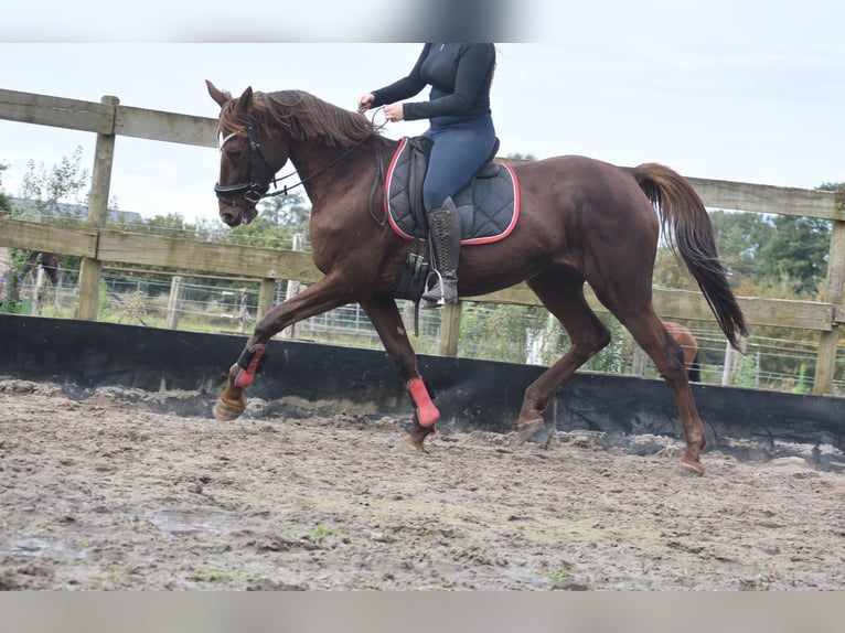 Other Breeds Mare 12 years 16 hh Chestnut in Achtmaal