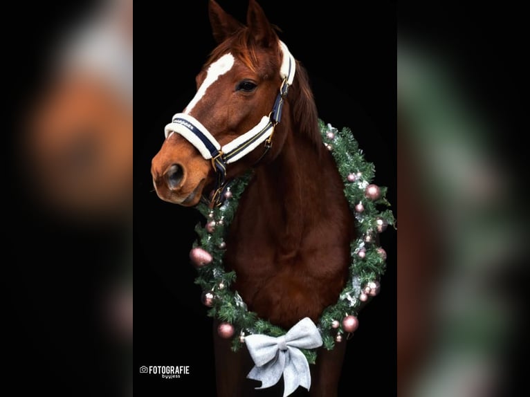 Other Breeds Mare 12 years 16 hh Chestnut-Red in Achtmaal