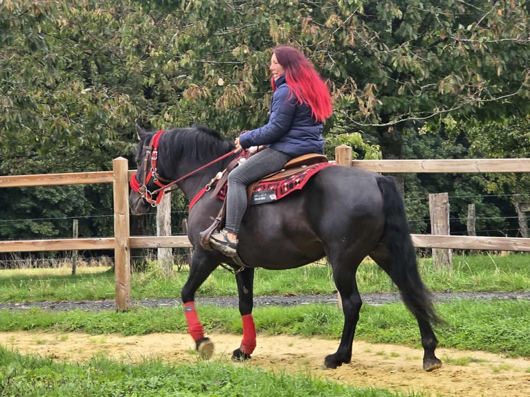 Other Breeds Mare 12 years Black in Linkenbach