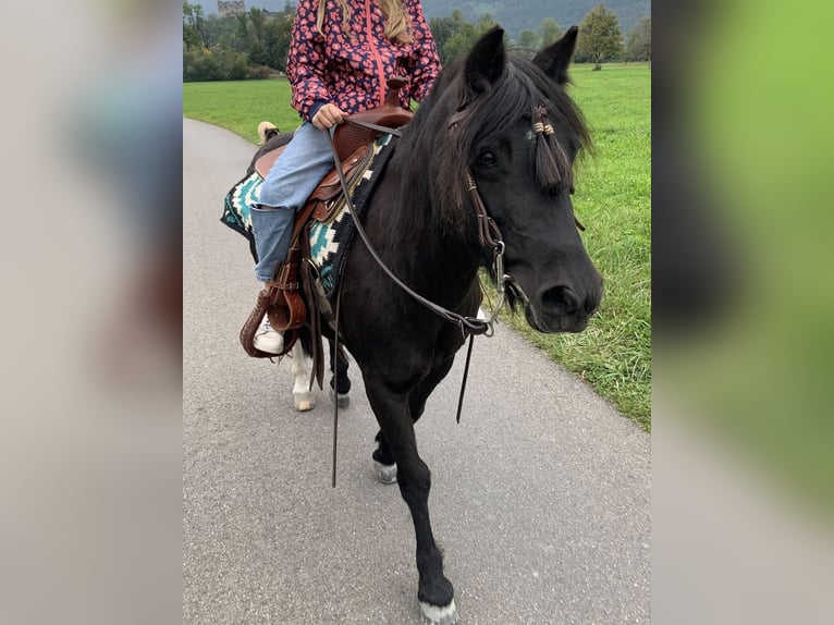 Other Breeds Mix Mare 13 years 12,2 hh Black in Flums