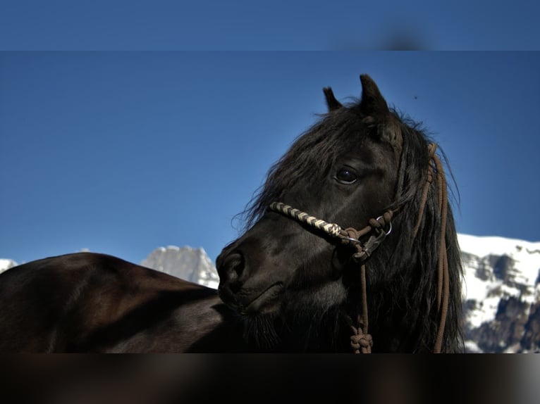 Other Breeds Mix Mare 13 years 12,2 hh Black in Flums Other Breeds Mix Mare 13 years 12,2 hh Black in Flums
