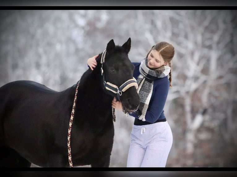 Other Breeds Mix Mare 13 years 13,1 hh Black in Hamburg