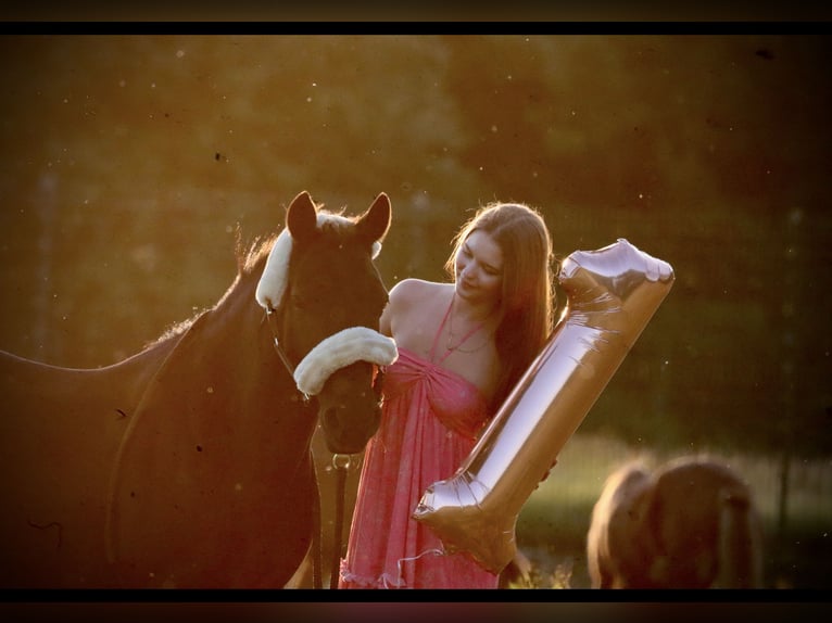 Other Breeds Mix Mare 13 years 13,1 hh Black in Hamburg