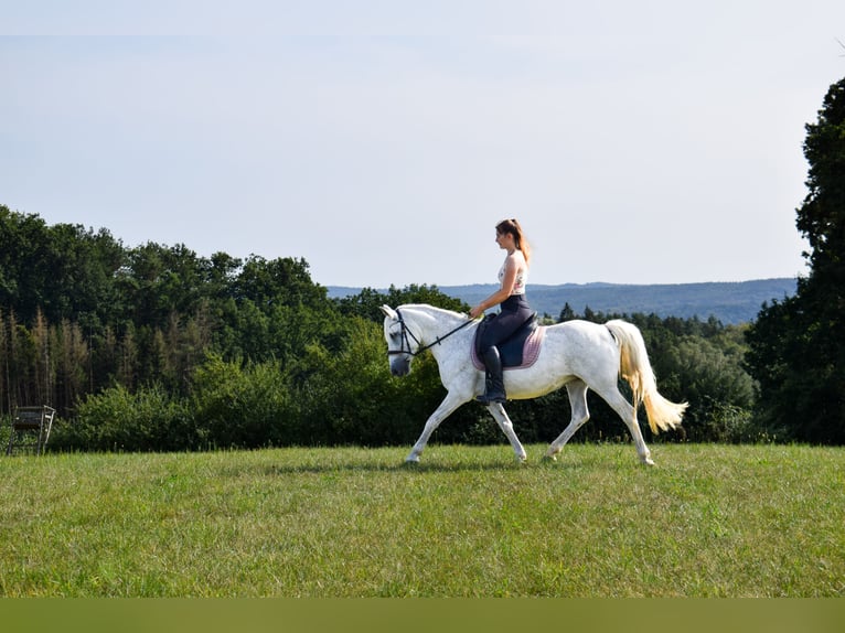Other Breeds Mare 13 years 13,2 hh Gray-Fleabitten in Weidhausen bei Coburg