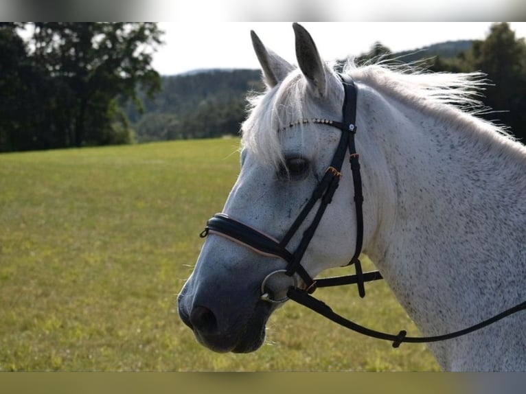 Other Breeds Mare 13 years 13,2 hh Gray-Fleabitten in Weidhausen bei Coburg