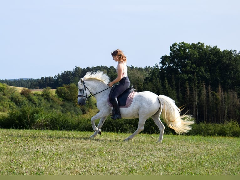 Other Breeds Mare 13 years 13,2 hh Gray-Fleabitten in Weidhausen bei Coburg